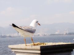 -海埂大坝