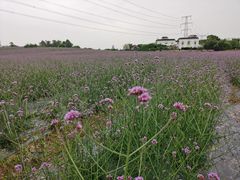 -紫颐香薰山谷景区