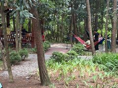 -铁山坪森林公园