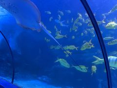 -左海海底世界