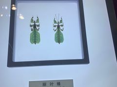 -上海昆虫博物馆