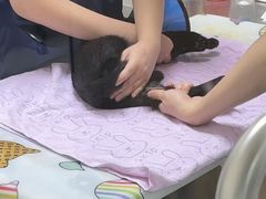 -谐和益家动物医院·免疫绝育·血液透析·宠保定点医院(高新伊藤分院)