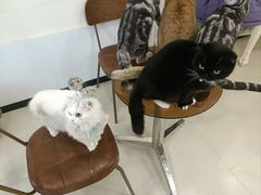 -共舞时光猫咖·狗咖(新街口店)