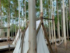 -桉树林A coffee 森林餐厅(三圣乡店)