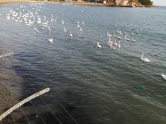 -烟墩角天鹅湖