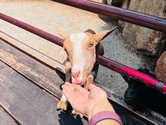 -神户市立六甲山牧场