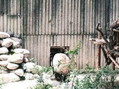 -成都大熊猫繁育研究基地