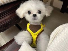 -萌兽医馆·眼科·异宠专科(三里屯店)