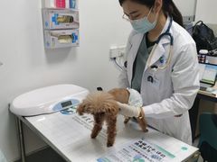 -中国农业大学动物医院