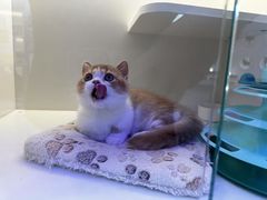 -小猫来了·猫舍(红山六九七九店)