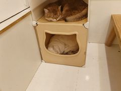 -Let's go狗咖·猫咖·奶狗·桌游(春熙路IFS店)