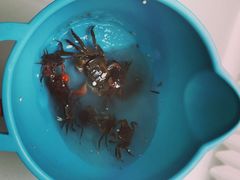 -上海滨江森林公园