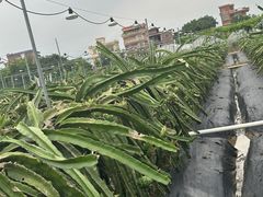 -尚果生态采摘园