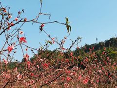 -南国桃园旅游度假区