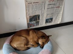 -宠福鑫康馨动物医院·骨科·眼科