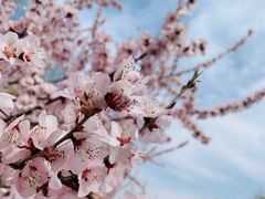 -大兴滨河森林公园