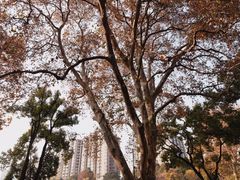 -中山公园
