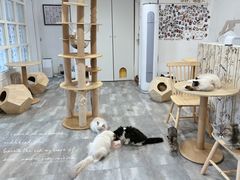 -楼上猫咖(罗湖店)