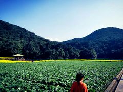 -广州市石门国家森林公园