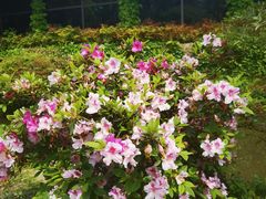 -中国茶叶博物馆(双峰馆区)