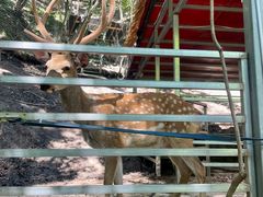 -栾川竹海野生动物园