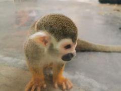 -西安秦岭野生动物园