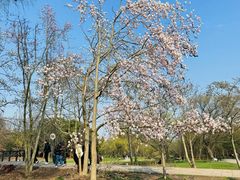 -上海共青森林公园