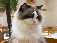 -藏猫猫咖啡主题馆(中央大道店)