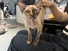 -琪喵猫屋·撸猫猫咖·猫舍