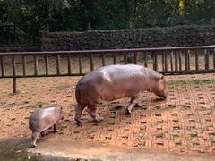 -海南热带野生动植物园
