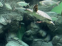 -上海海洋水族馆