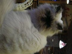 android_upload_pic-喵园·猫主题咖啡厅·撸猫·猫咖(国贸店)