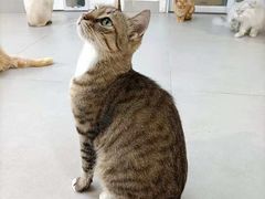 -Heymao猫咖.咖啡厅(东门店)