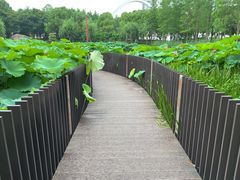 -陈家山荷花公园