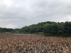 -福建鲤鱼洲酒店