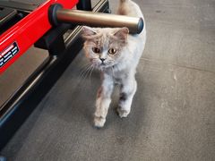 -Vamos巴猫司健身中心(五角场店)