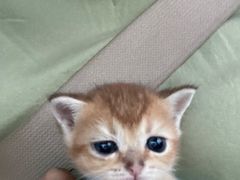 -爱侣宠医·鹦鹉专科·小型哺乳类·异宠专科(灵石路店)