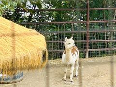 -青藏高原野生动物园