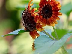 -光明小镇欢乐田园