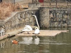 -合肥野生动物园