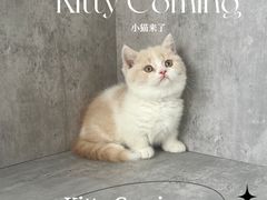 -小猫来了·猫舍(红山六九七九店)