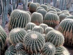 -南山植物园
