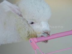 -怪兽屋·羊驼·猫咖·狗咖(俊华广场店)