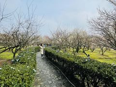 -香雪海