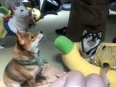 -逗柴咖啡屋·狗咖猫咖宠物桌游