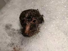 -PETKIT小佩宠物·低压洗护(国顺东路店)