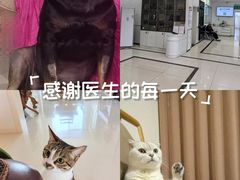 -派美特宠物医院·核磁CT·骨科肿瘤·疑难转诊(沈农禾丰店)