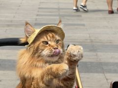 -藏猫猫咖啡主题馆(中央大道店)