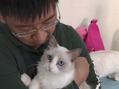 -鼓捣猫呢主题猫咖店