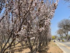 -北京西山国家森林公园